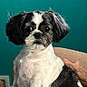 dog, black_and_white, pet, groomed, sitting, indoor, furniture, chair, hand, calm, animal, companion, portrait, teal_background, short_hair, cute, small_dog, domestic, fur, friendly