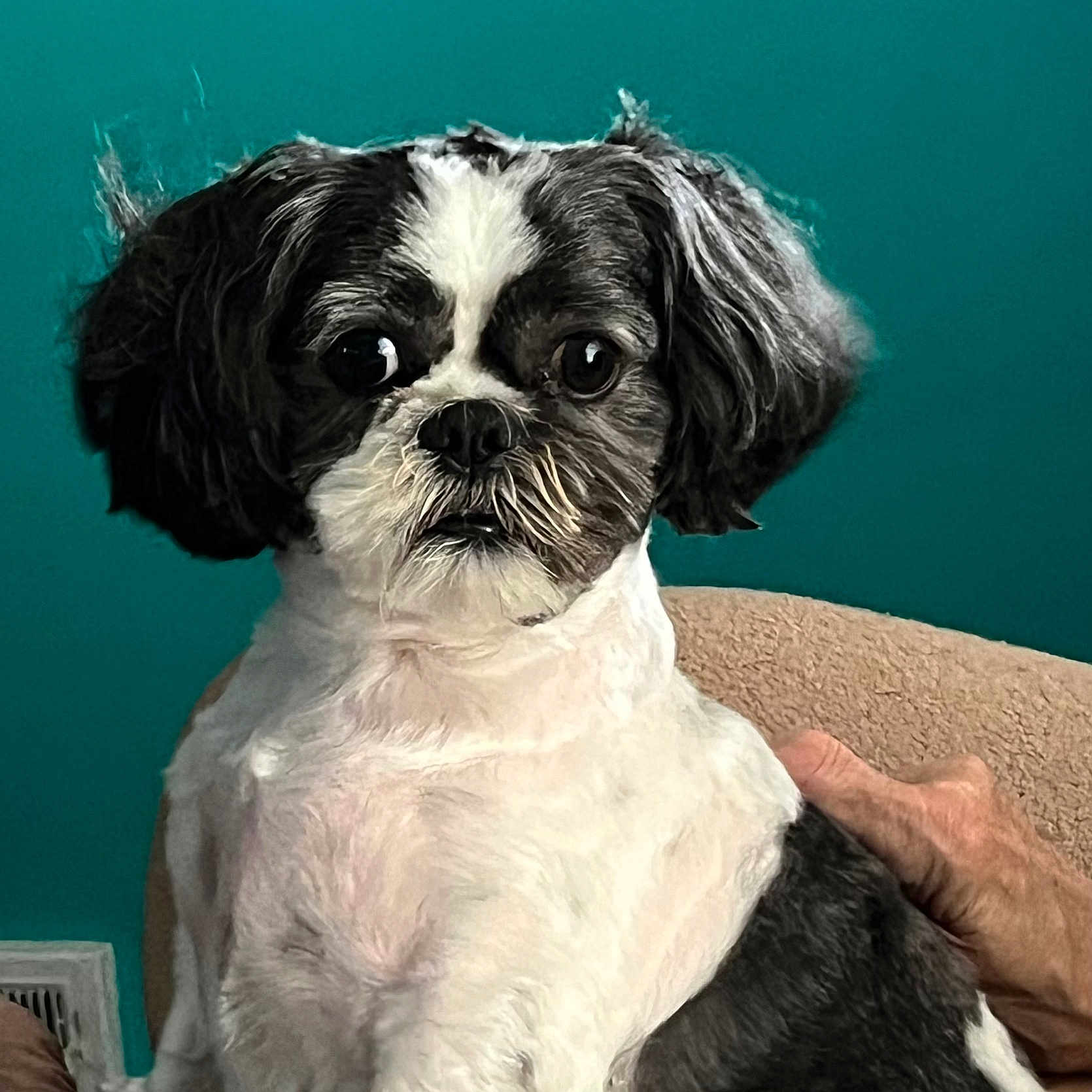 Micah is registered to the contest to win money with this photo: dog, black_and_white, pet, groomed, sitting, indoor, furniture, chair, hand, calm, animal, companion, portrait, teal_background, short_hair, cute, small_dog, domestic, fur, friendly