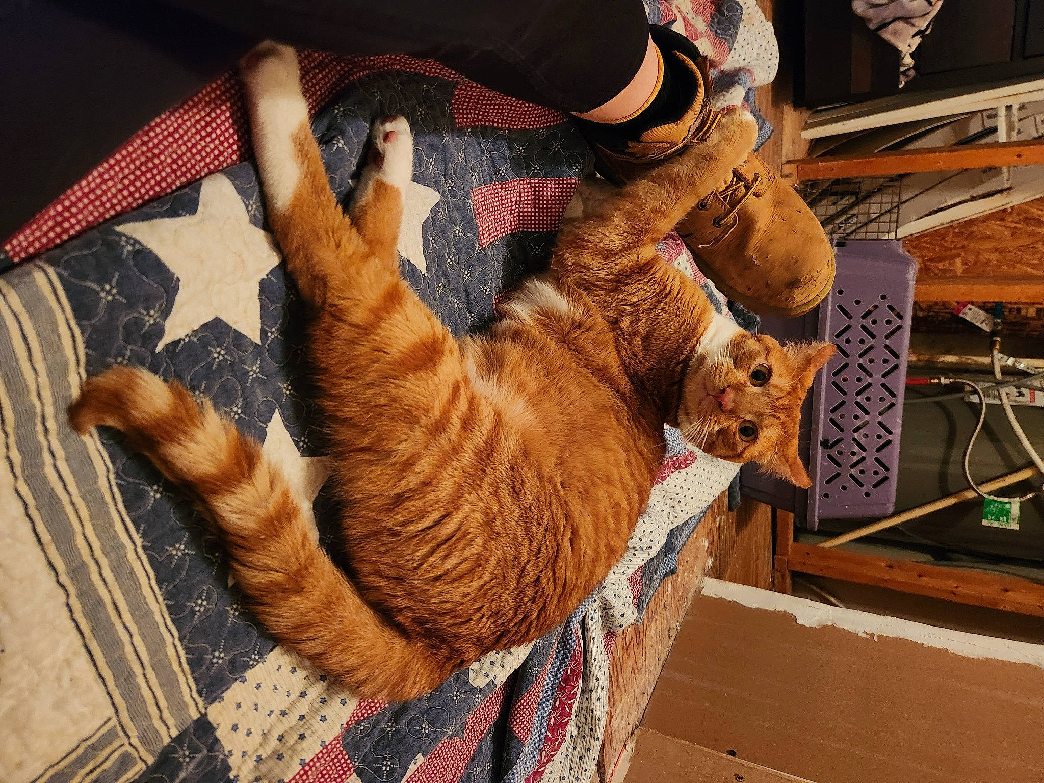 Wrangler is registered to the contest to win money with this photo: carnivore, cat, claw, comfort, domestic_short_haired_cat, fawn, felidae, foot, fur, gesture, human_leg, leg, pattern, paw, small_to_medium_sized_cats, tail, textile, tree, whiskers, wood