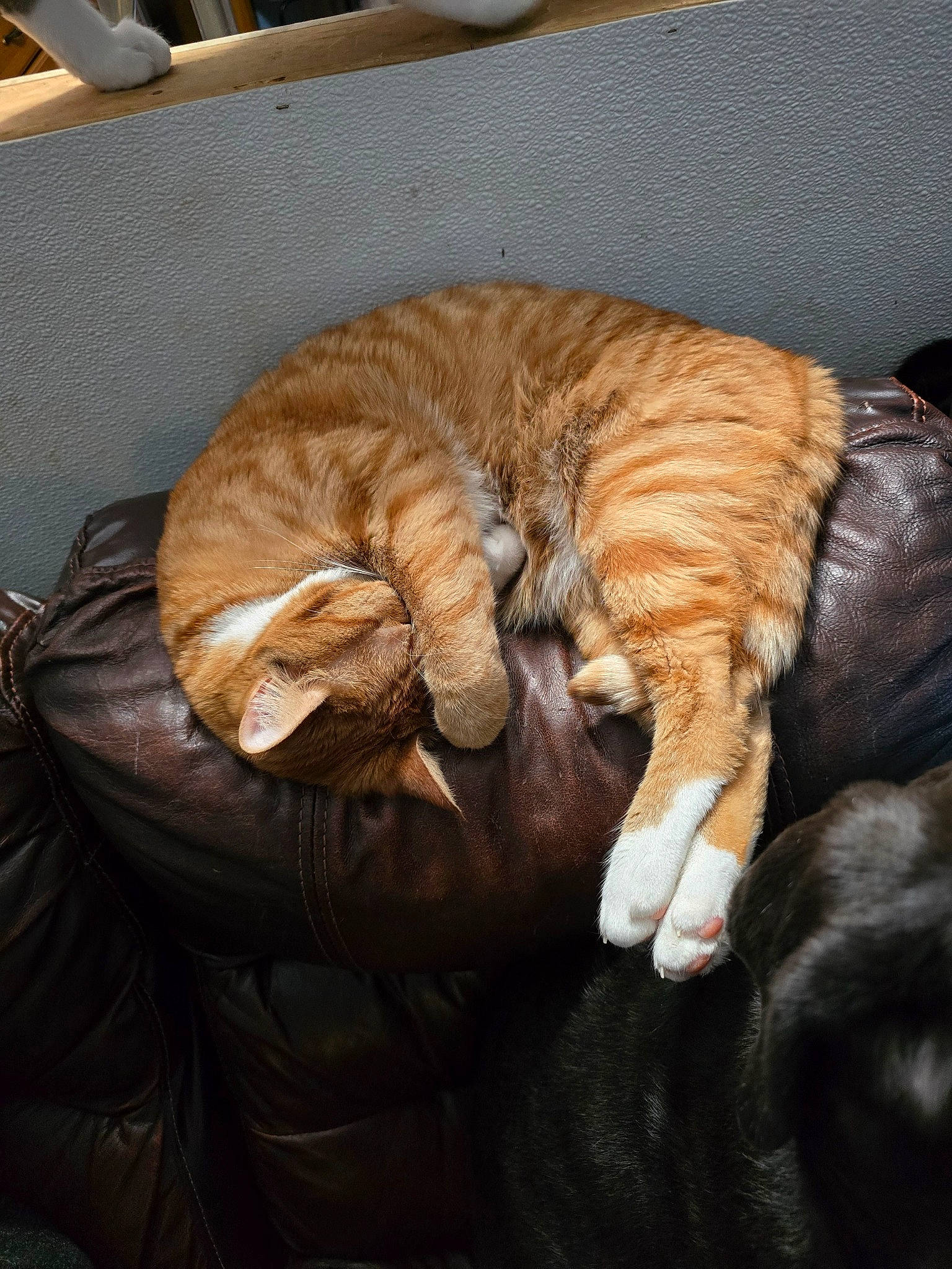 Wrangler joined the competition — help win amazing prizes! brown, carnivore, cat, cat_bed, cat_supply, claw, comfort, domestic_short_haired_cat, fawn, felidae, fur, nap, paw, sleep, small_to_medium_sized_cats, tail, terrestrial_animal, whiskers, wood, wrinkle