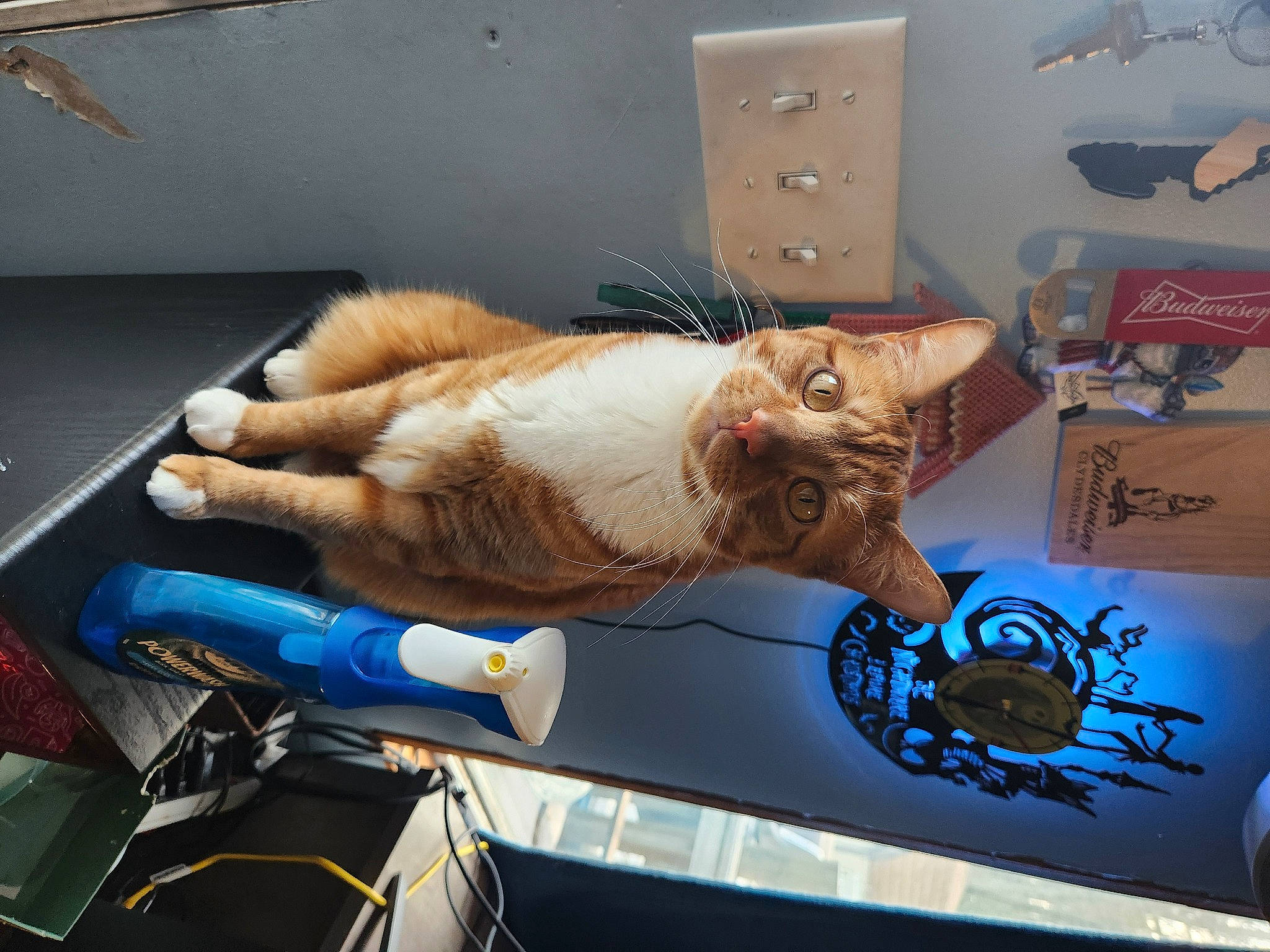 Wrangler joined the competition — help win amazing prizes! bicycle_handlebar, box, cabinetry, carnivore, cat, chest, domestic_short_haired_cat, drawer, electric_blue, fawn, felidae, fur, human_leg, room, small_to_medium_sized_cats, tail, vehicle, whiskers, windshield, wire