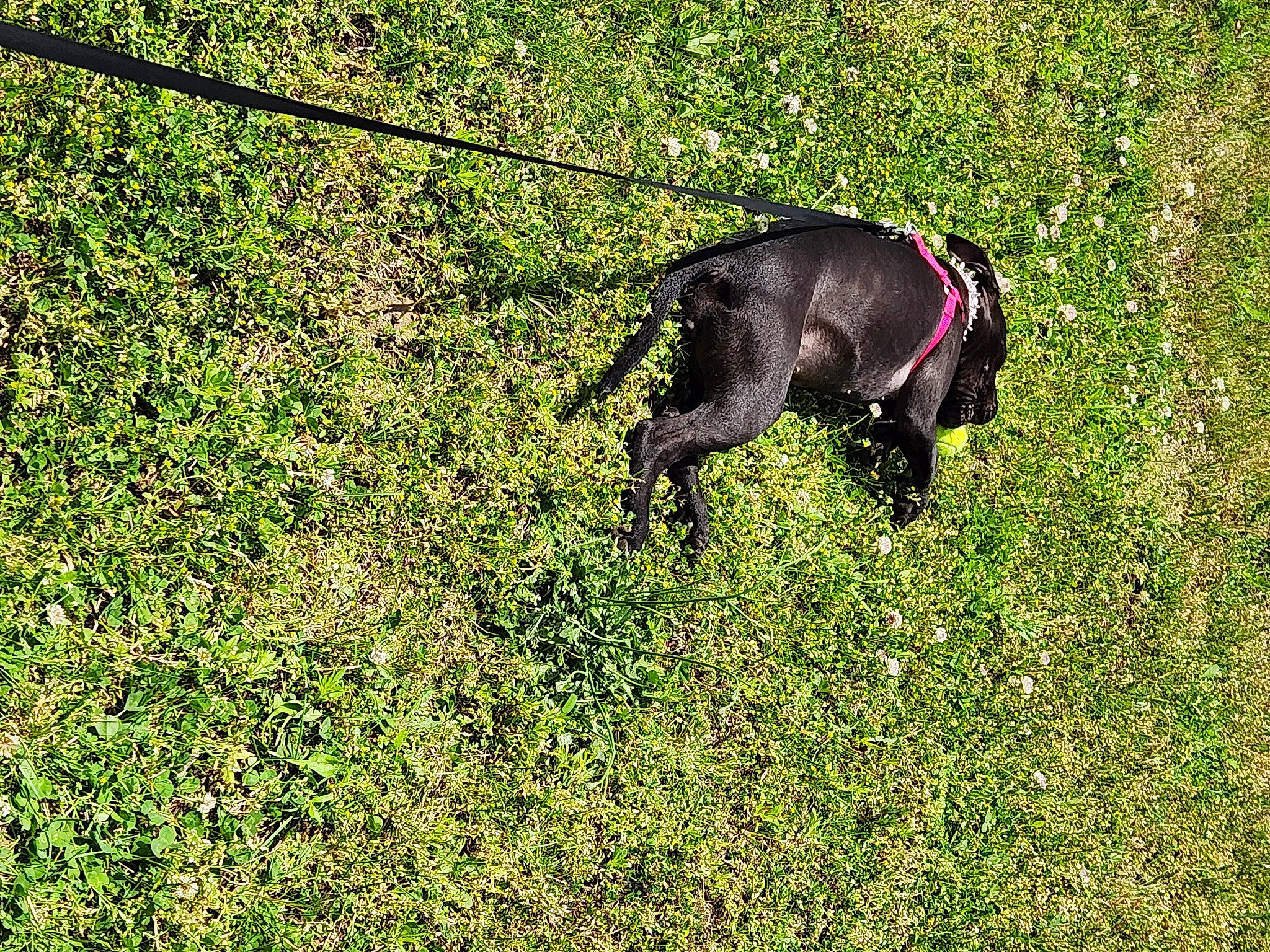 Harley is registered to the contest to win money with this photo: canidae, carnivore, companion_dog, dog, dog_breed, grass, grassland, groundcover, guard_dog, gun_dog, hunting_dog, non_sporting_group, pasture, plant, shadow, shrub, sporting_group, tail, terrestrial_animal, working_animal