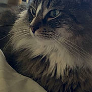 Bella is registered to the contest to win money with this photo: cat, tabby_cat, fluffy, long_hair, green_eyes, white_chest, whiskers, ears, feline, pet, animal, portrait, close_up, indoor, cozy, blanket, lounging, sitting, fur, home