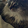 cat, tabby_cat, fluffy, long_hair, green_eyes, white_chest, whiskers, ears, feline, pet, animal, portrait, close_up, indoor, cozy, blanket, lounging, sitting, fur, home