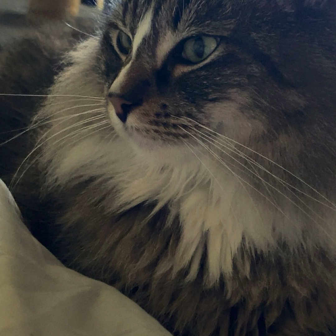 Bella is registered to the contest to win money with this photo: cat, tabby_cat, fluffy, long_hair, green_eyes, white_chest, whiskers, ears, feline, pet, animal, portrait, close_up, indoor, cozy, blanket, lounging, sitting, fur, home