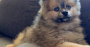 Blue a rejoint le concours — aidez-le/la à gagner de superbes lots ! dog, puppy, pomeranian, fluffy, couch, indoor, pet, animal, fur, cute, small_dog, relaxed, window, home, resting, cozy, looking, brown, face, ears