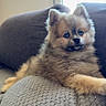 dog, puppy, pomeranian, fluffy, couch, indoor, pet, animal, fur, cute, small_dog, relaxed, window, home, resting, cozy, looking, brown, face, ears