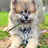 puppy, dog, blue_eyes, stick, grass, flowers, outdoor, cute, fluffy, pet, animal, collar, leash, nature, close_up, portrait, adorable, young, playful, fur