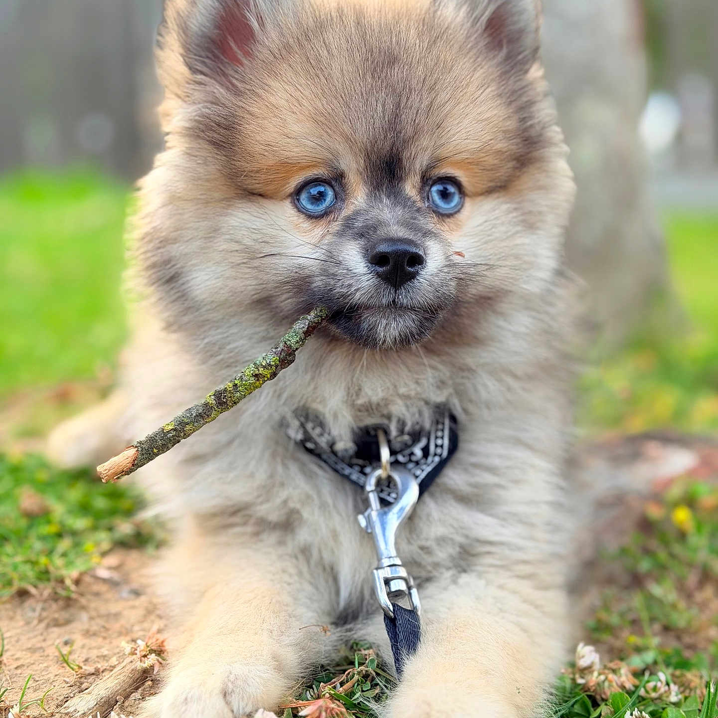 Blue participe au concours pour gagner de l'argent avec cette photo : puppy, dog, blue_eyes, stick, grass, flowers, outdoor, cute, fluffy, pet, animal, collar, leash, nature, close_up, portrait, adorable, young, playful, fur