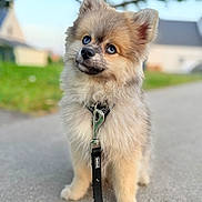 Blue participe au concours pour gagner de l'argent avec cette photo : dog, puppy, fluffy, blue_eyes, leash, outdoor, path, grass, house, pet, cute, small_dog, furry, animal, portrait, nature, daylight, ears, sitting, adorable