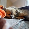 Blue a rejoint le concours — aidez-le/la à gagner de superbes lots ! puppy, sleeping, dog, fluffy, blanket, toy, orange, cozy, indoor, pet, fur, cute, resting, soft, animal, young, peaceful, closeup, nap, relaxation