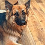 Zeke is registered to the contest to win money with this photo: german_shepherd, dog, pet, indoor, wooden_floor, fur, ears, face, animal, canine, brown, black, tan_leather_chair, flooring, relaxed, alert, domestic, companion, portrait, house