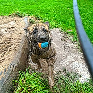 Zeke joined the competition — help win amazing prizes! dog, muddy, ball, grass, puddle, play, outdoor, pet, animal, wet, happy, fetch, nature, park, green, mud, canine, leash, toy, adventure