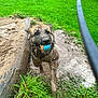dog, muddy, ball, grass, puddle, play, outdoor, pet, animal, wet, happy, fetch, nature, park, green, mud, canine, leash, toy, adventure