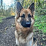 Zeke is registered to the contest to win money with this photo: dog, german_shepherd, animal, pet, forest, path, nature, outdoor, greenery, trees, fur, canine, portrait, mammal, ears, snout, alert, wildlife, leaf, sunlight