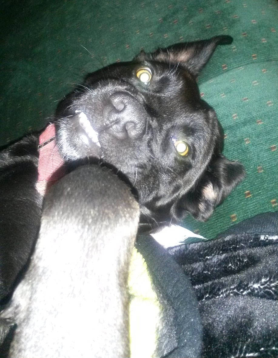 Priss is registered to the contest to win money with this photo: borador, canidae, carnivore, claw, comfort, companion_dog, dog, dog_breed, ear, fur, grey, non_sporting_group, snout, sporting_group, tail, terrestrial_animal, whiskers, working_animal