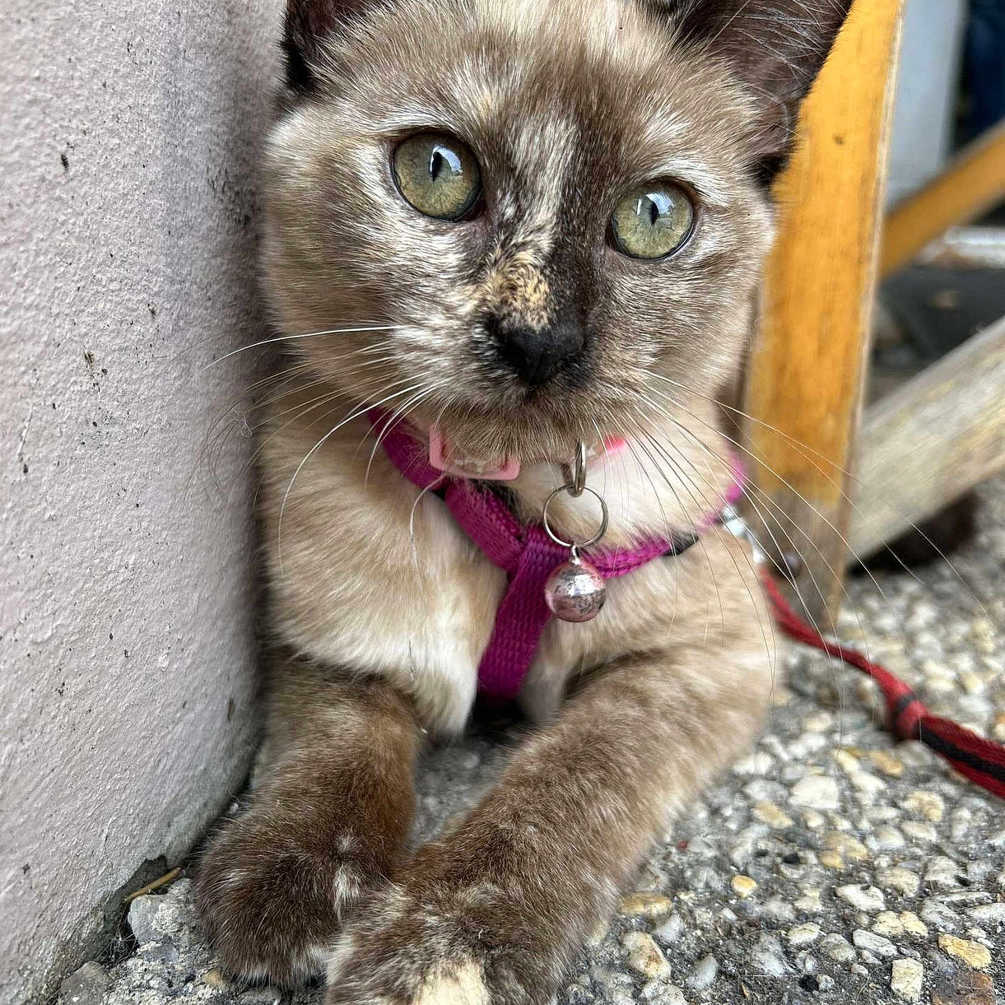 Plume a rejoint le concours — aidez-le/la à gagner de superbes lots ! animal, bell, cat, close_up, curious, cute, domestic, fur, green_eyes, harness, outdoor, paws, pet, resting, stone, texture, wall, whiskers, wooden_chair, young_cat