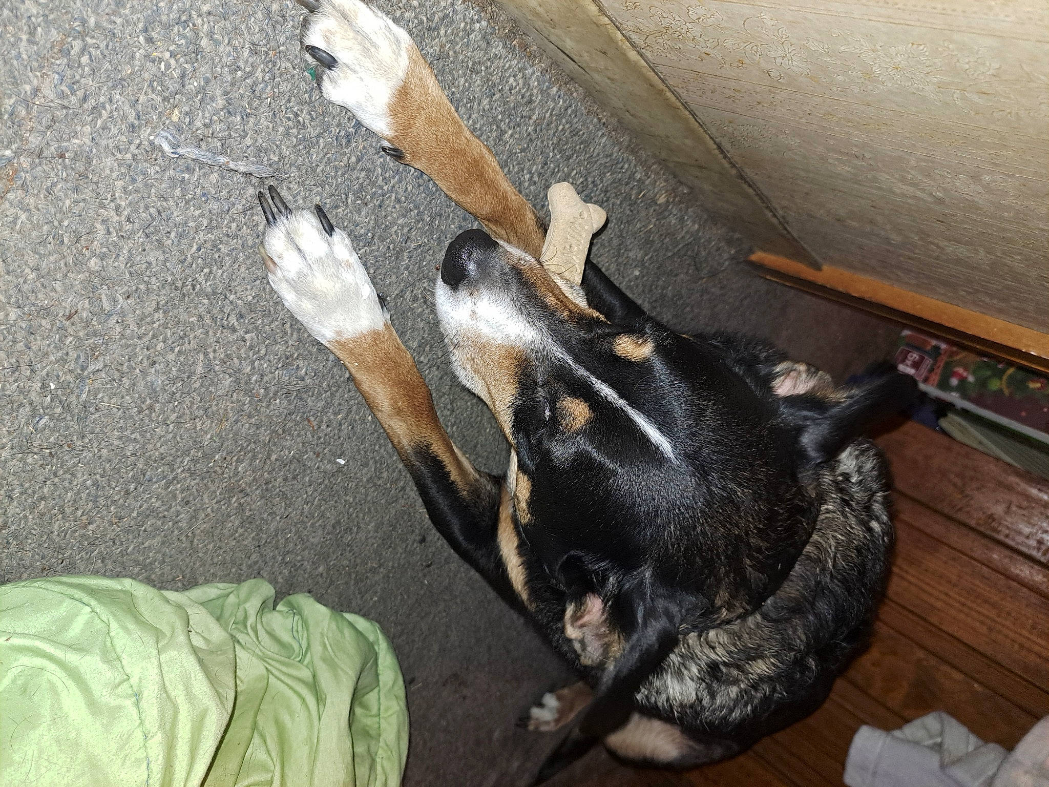 Sonny is registered to the contest to win money with this photo: canidae, carnivore, claw, comfort, companion_dog, dog_breed, felidae, flooring, fur, grey, guard_dog, hardwood, human_leg, paw, small_to_medium_sized_cats, sporting_group, tail, whiskers, wood, working_animal