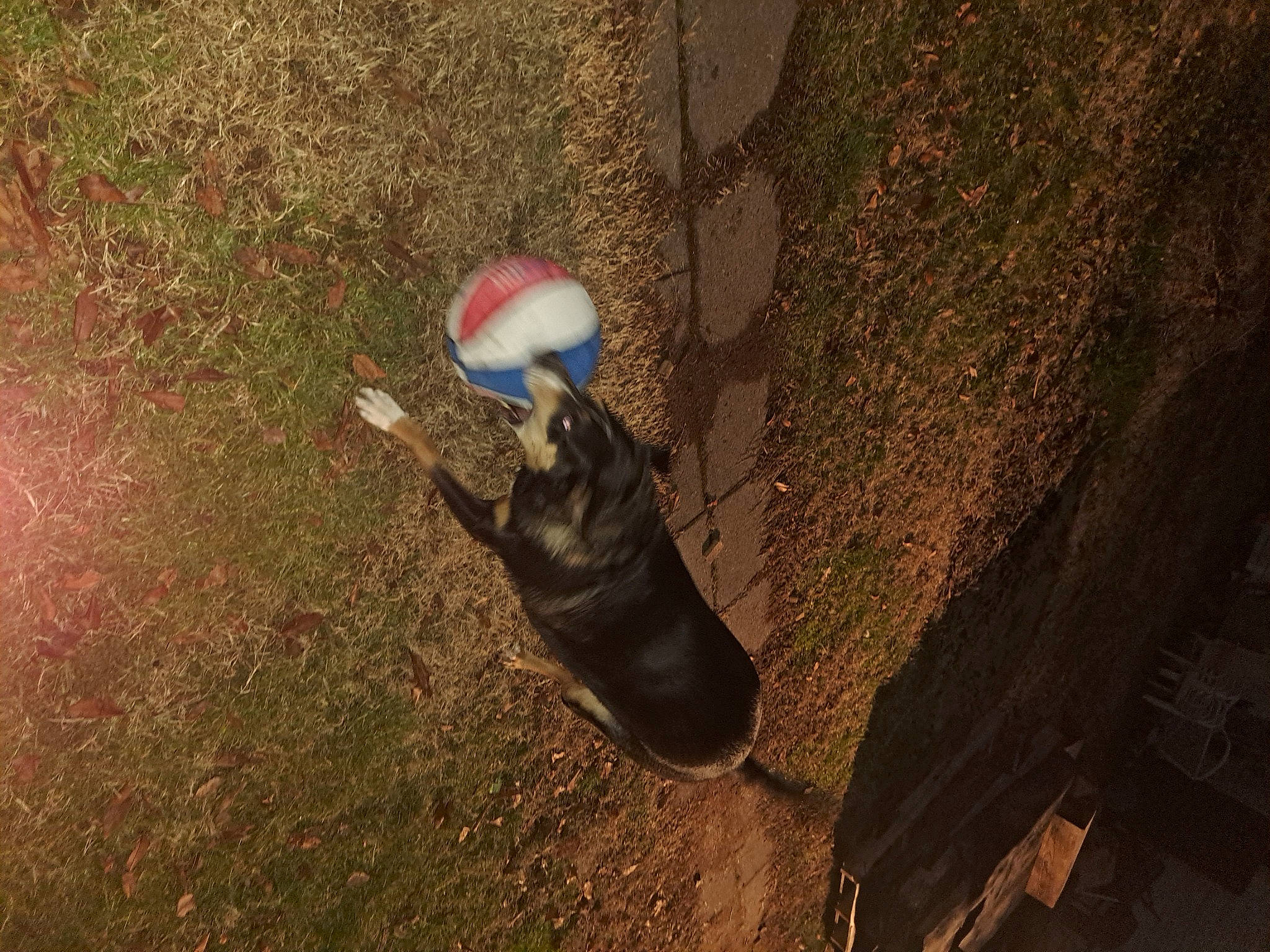 Sonny is registered to the contest to win money with this photo: adventure, asphalt, ball, flooring, foot, fun, fur, grass, human_leg, leisure, recreation, road_surface, shadow, soil, tail, toy, tree, trunk, wildlife, wood