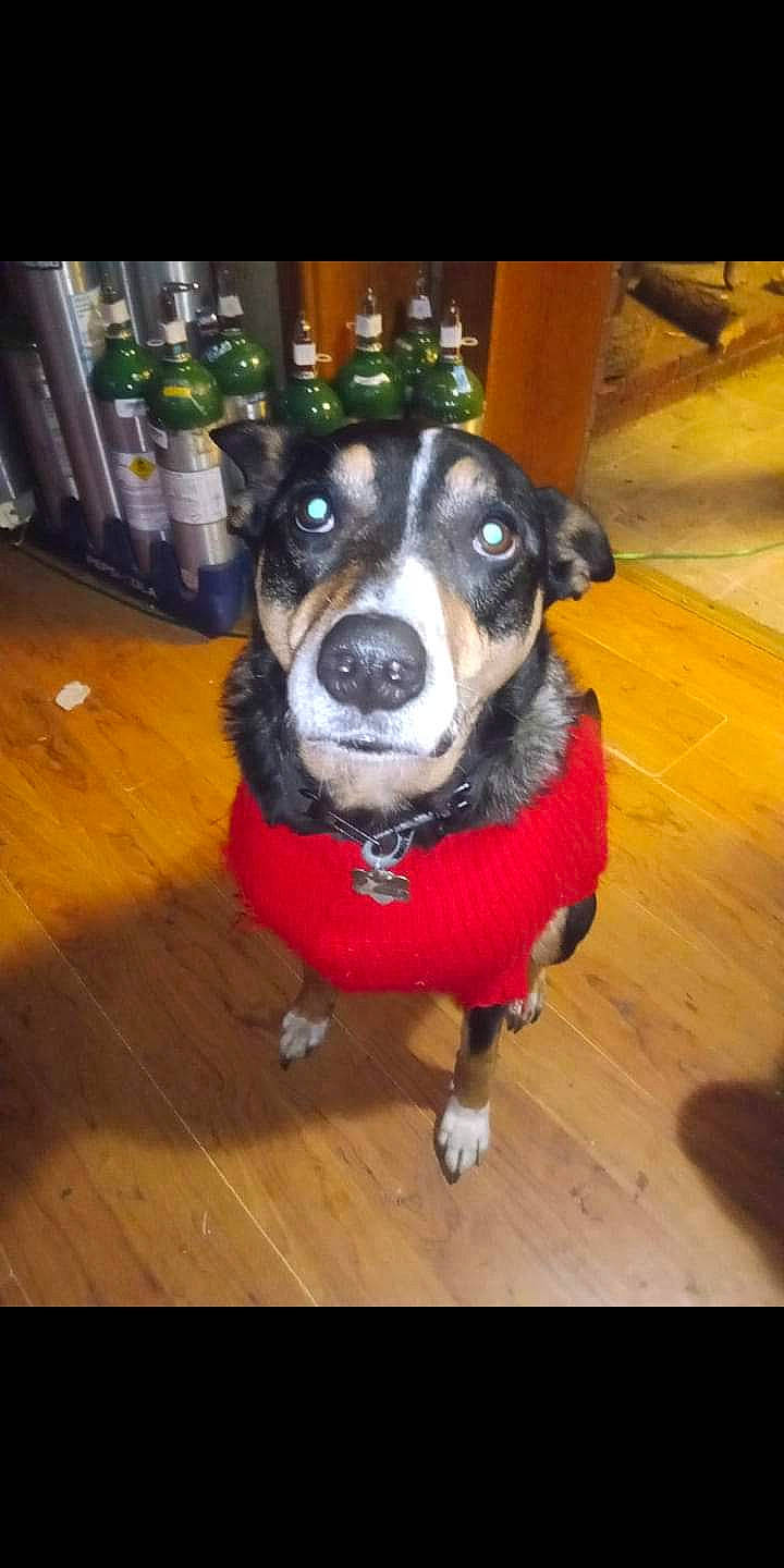 Sonny is registered to the contest to win money with this photo: canidae, carnivore, collar, companion_dog, dog, dog_breed, dog_clothes, dog_collar, dog_supply, fawn, floor, flooring, fur, hardwood, laminate_flooring, snout, sporting_group, whiskers, wood, working_animal