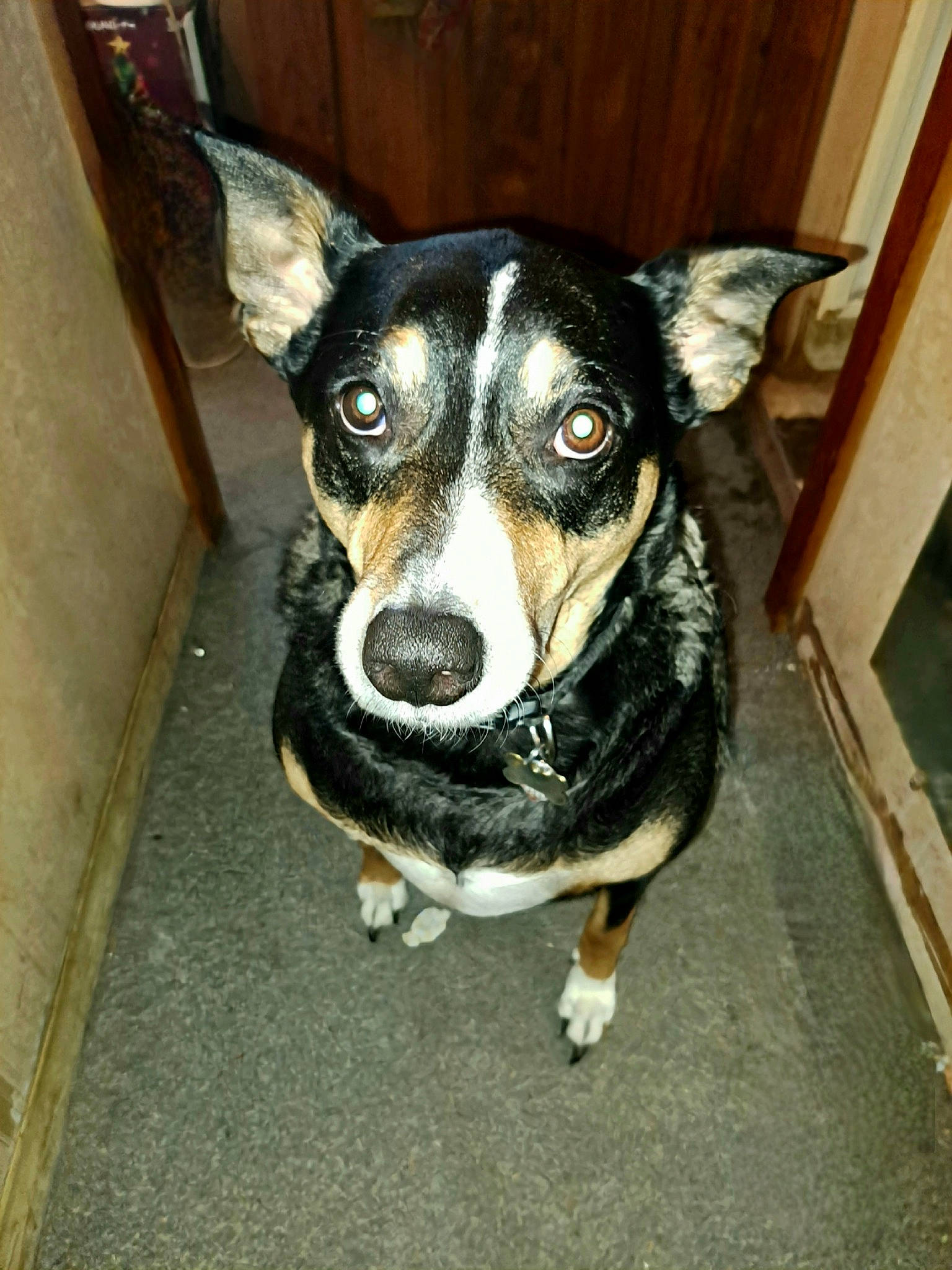 Sonny is registered to the contest to win money with this photo: canidae, carnivore, collar, companion_dog, dog, dog_breed, dog_collar, fawn, fur, non_sporting_group, plant, puppy, snout, sporting_group, terrestrial_animal, toy_dog, whiskers, working_animal, working_dog