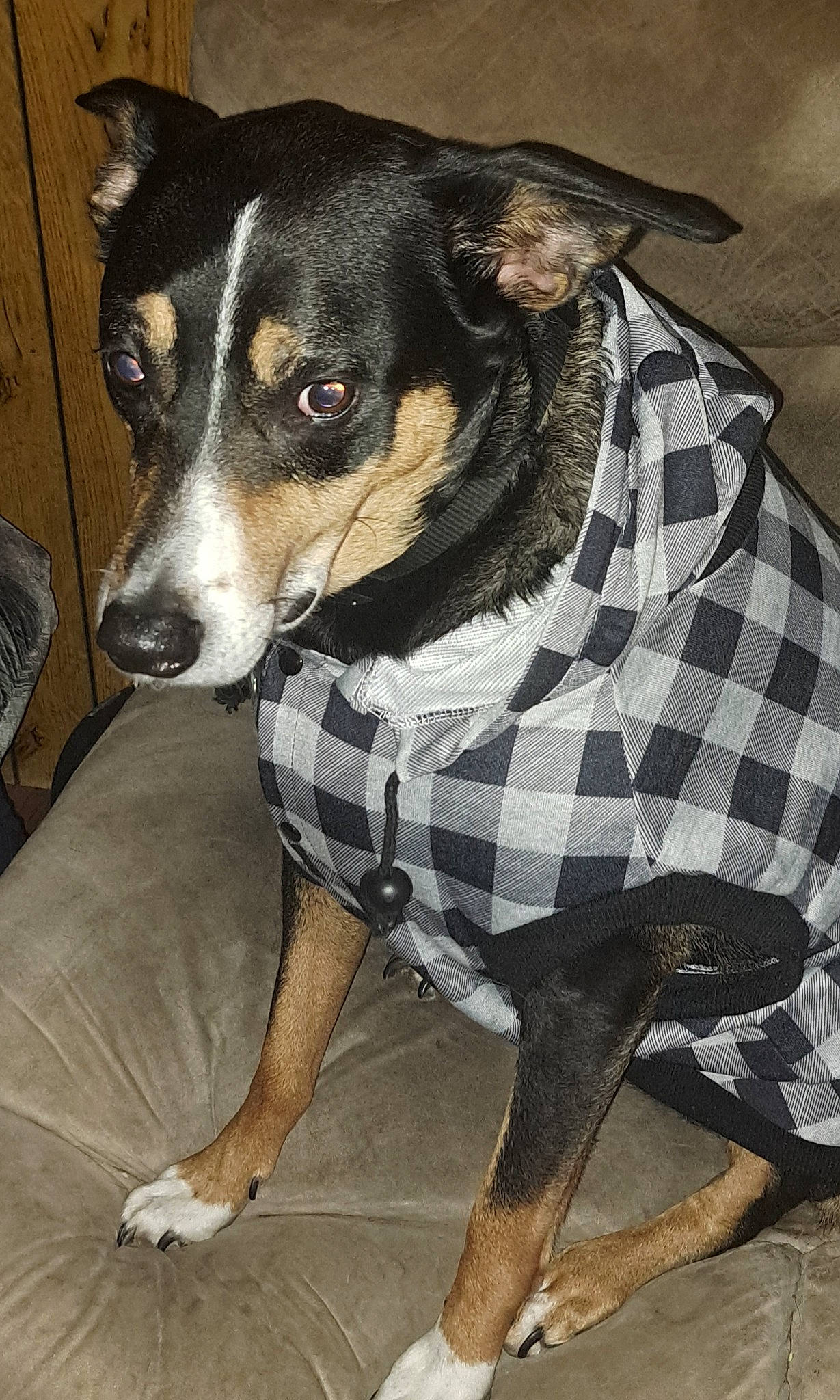 Sonny joined the competition — help win amazing prizes! canidae, carnivore, collar, companion_dog, dog, dog_breed, dog_clothes, dog_collar, dog_supply, fur, pattern, pet_supply, snout, sporting_group, terrier, toy_dog, whiskers, working_animal, working_dog