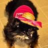 Peace is registered to the contest to win money with this photo: dog, puppy, fluffy, black_and_tan, long_hair, sombrero, straw_hat, pink_ribbon, pet, animal, standing, indoor, tile_floor, costume, fashion, portrait, closeup, dark_fur, collar, funny
