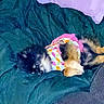 Peace joined the competition — help win amazing prizes! dog, puppy, sleeping, lying_down, fluffy, small_dog, pet, blanket, floral_blanket, colorful, teal, purple, indoors, bed, cozy, resting, fur, animal, portrait, digital_filter