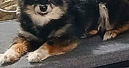 Peace is registered to the contest to win money with this photo: dog, puppy, fluffy, black_and_tan, small_dog, long_hair, sitting, lying_down, smiling, open_mouth, paws, brown_fur, black_fur, pet, couch, indoors, living_room, cluttered_background, portrait, cute