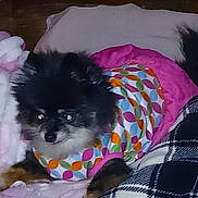Peace joined the competition — help win amazing prizes! dog, small_dog, fluffy, black_fur, gray_fur, pet, animal, blanket, colorful_blanket, wrapped, cozy, pillow, bedding, indoors, portrait, close_up, lying_down, brown_eyes, relaxed, cute