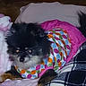 dog, small_dog, fluffy, black_fur, gray_fur, pet, animal, blanket, colorful_blanket, wrapped, cozy, pillow, bedding, indoors, portrait, close_up, lying_down, brown_eyes, relaxed, cute