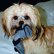 Jo Jo is registered to the contest to win money with this photo: dog, sock, pet, bed, white_bed, curious, fluffy, light_brown, animal, indoor, cute, fur, small_dog, looking, mouth, toy, domestic, companion, playful, sleeping_area