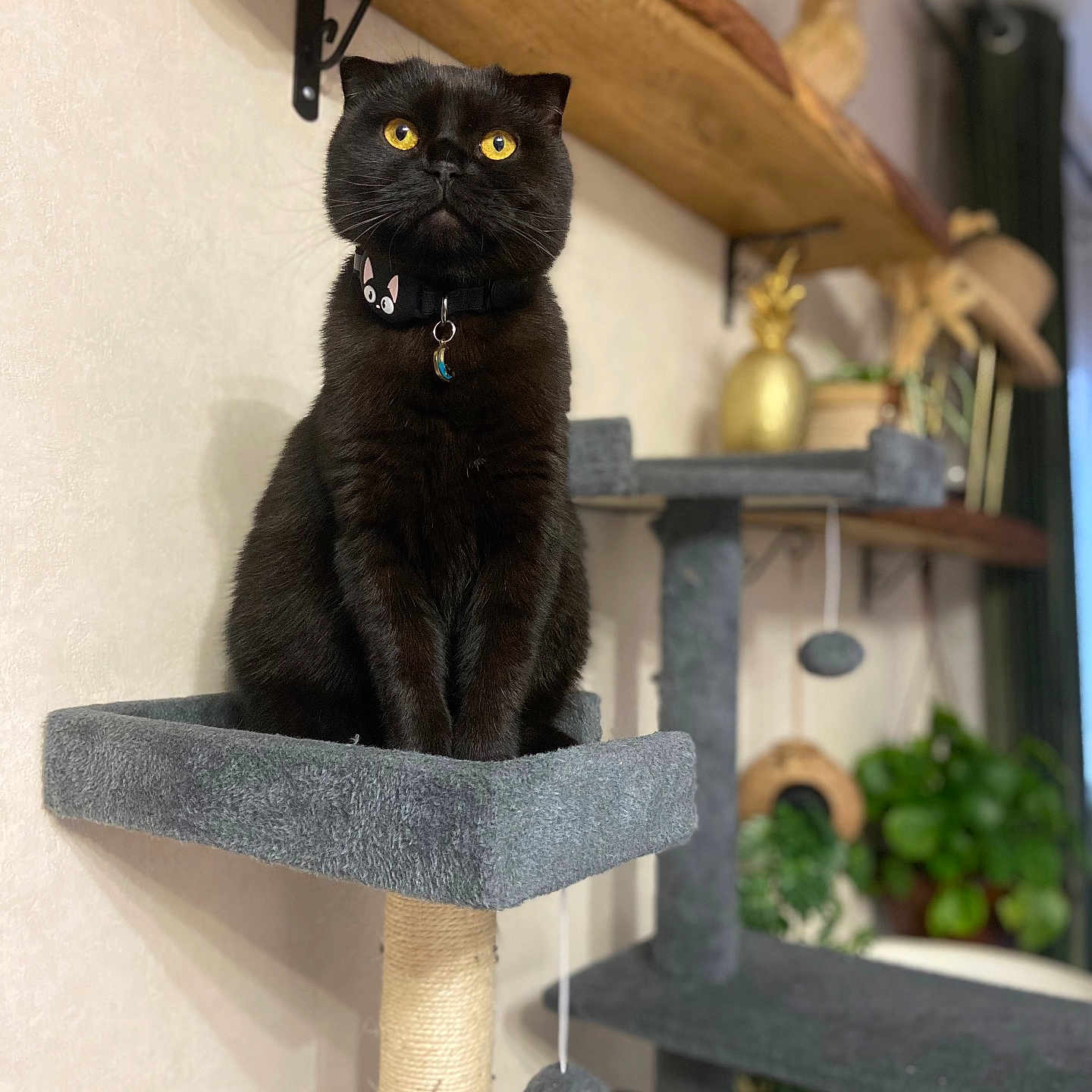Zeus