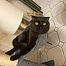 cat, black_cat, golden_eyes, pet, animal, feline, sitting, cat_tree, scratching_post, indoor, bathroom, tile, wall, plant, portrait, closeup, staring, fluffy, dark_fur, home