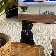 Zeus a rejoint le concours — aidez-le/la à gagner de superbes lots ! cat, black_cat, pet, animal, sitting, indoors, living_room, wooden_table, wood_furniture, carpet, patterned_rug, houseplant, succulent, basket, collar, pet_tag, golden_eyes, portrait, cozy_home, television