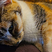 Sage joined the competition — help win amazing prizes! cat, close_up, sleeping, fur, whiskers, pet, animal, cozy, resting, soft, brown, white, orange, indoor, cute, feline, portrait, relaxing, domestic_cat, warm