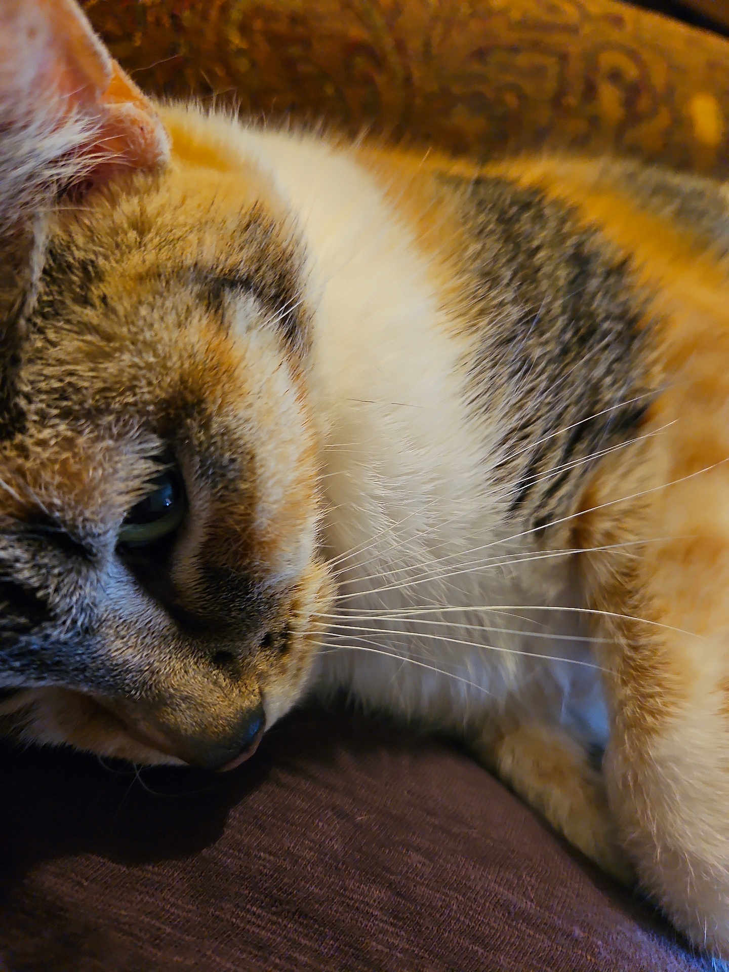 Sage joined the competition — help win amazing prizes! cat, close_up, sleeping, fur, whiskers, pet, animal, cozy, resting, soft, brown, white, orange, indoor, cute, feline, portrait, relaxing, domestic_cat, warm