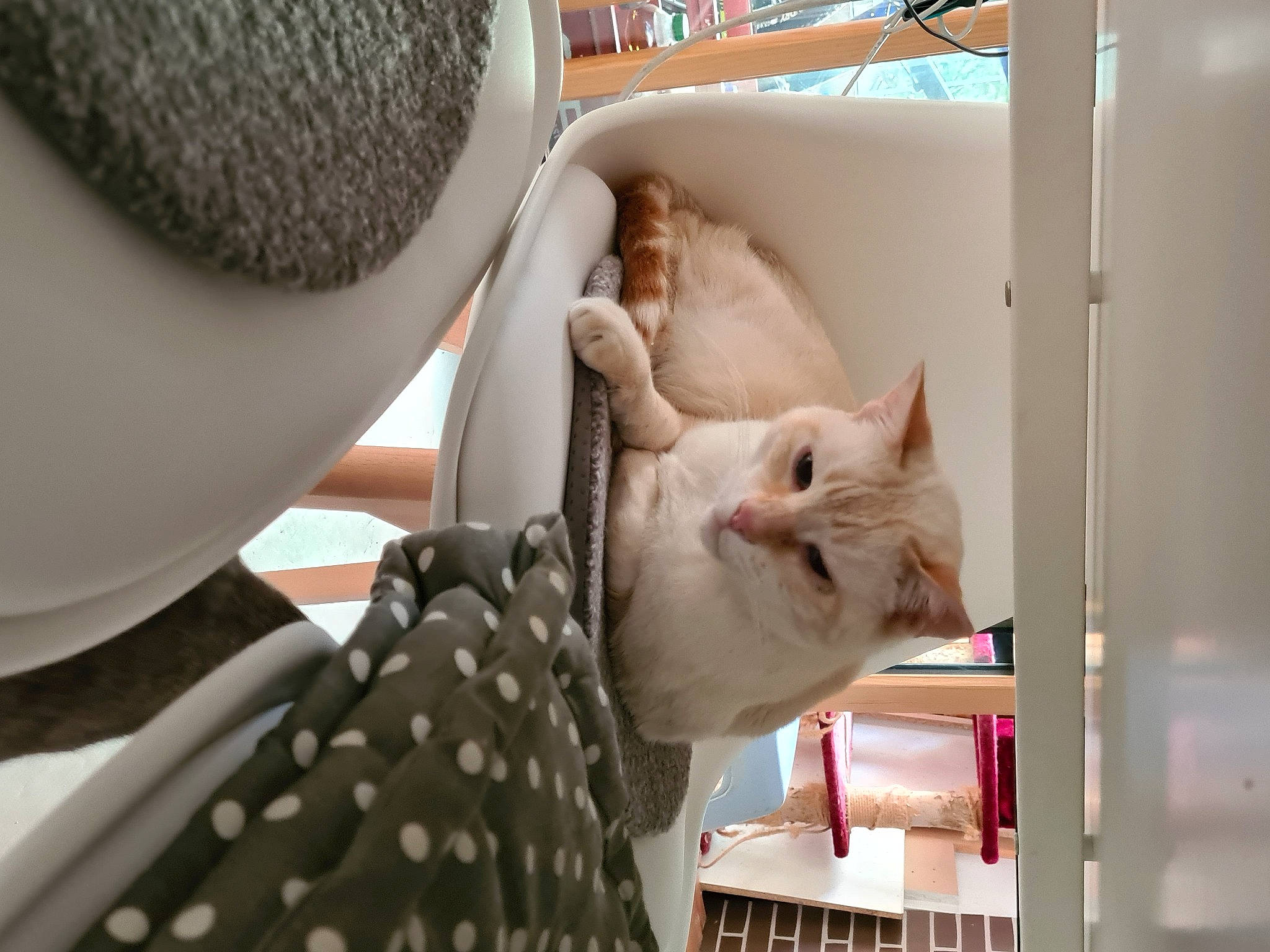 Soprano participe au concours pour gagner de l'argent avec cette photo : bookcase, carnivore, cat, comfort, design, eyelash, fawn, fedora, felidae, fur, hat, mammal, pattern, pet_supply, small_to_medium_sized_cats, snout, sun_hat, textile, vertebrate, whiskers