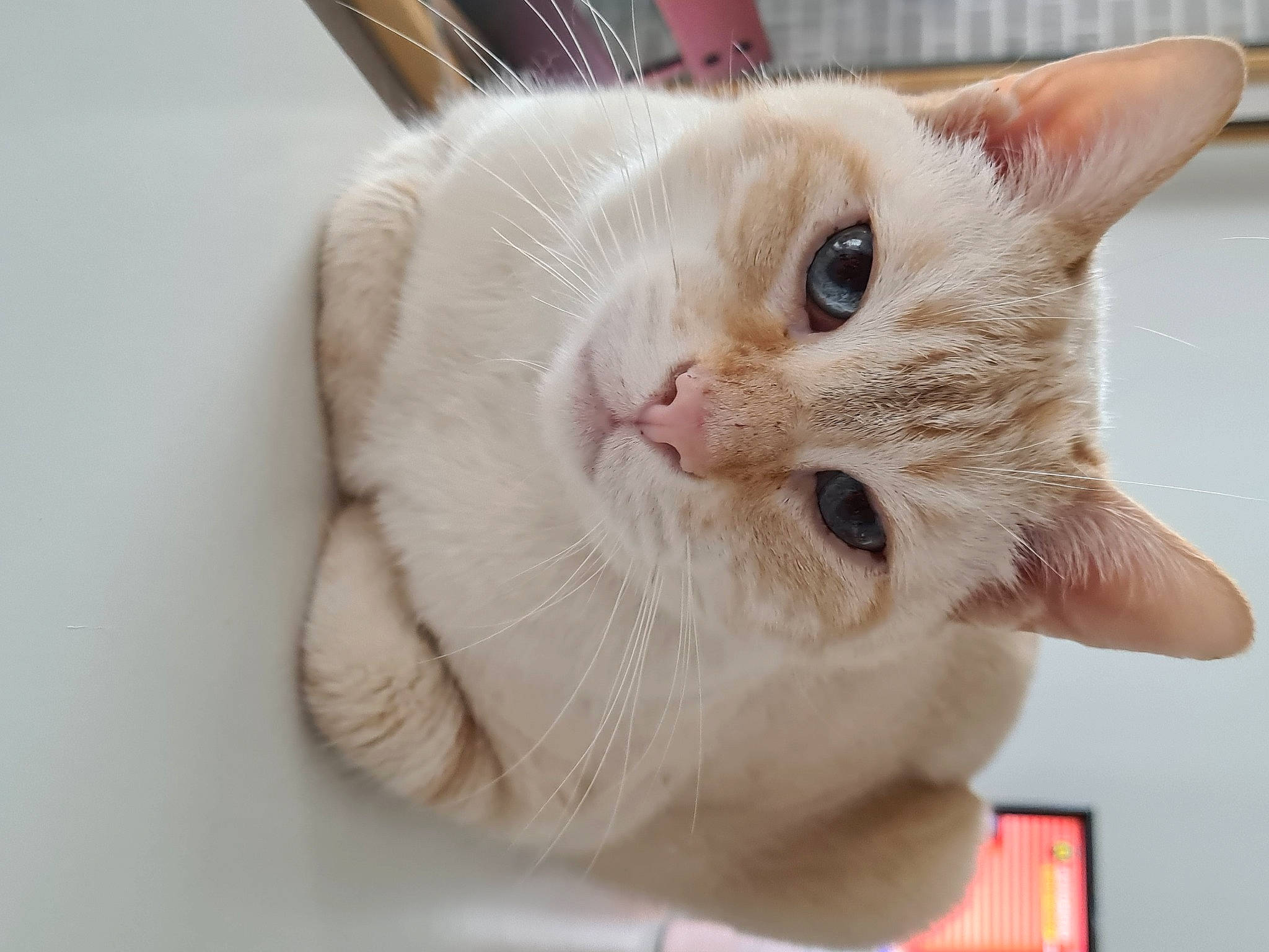 Soprano a rejoint le concours — aidez-le/la à gagner de superbes lots ! carnivore, cat, cat_supply, claw, domestic_short_haired_cat, ear, eye, fawn, felidae, fur, paw, pet_supply, small_to_medium_sized_cats, snout, tail, whiskers