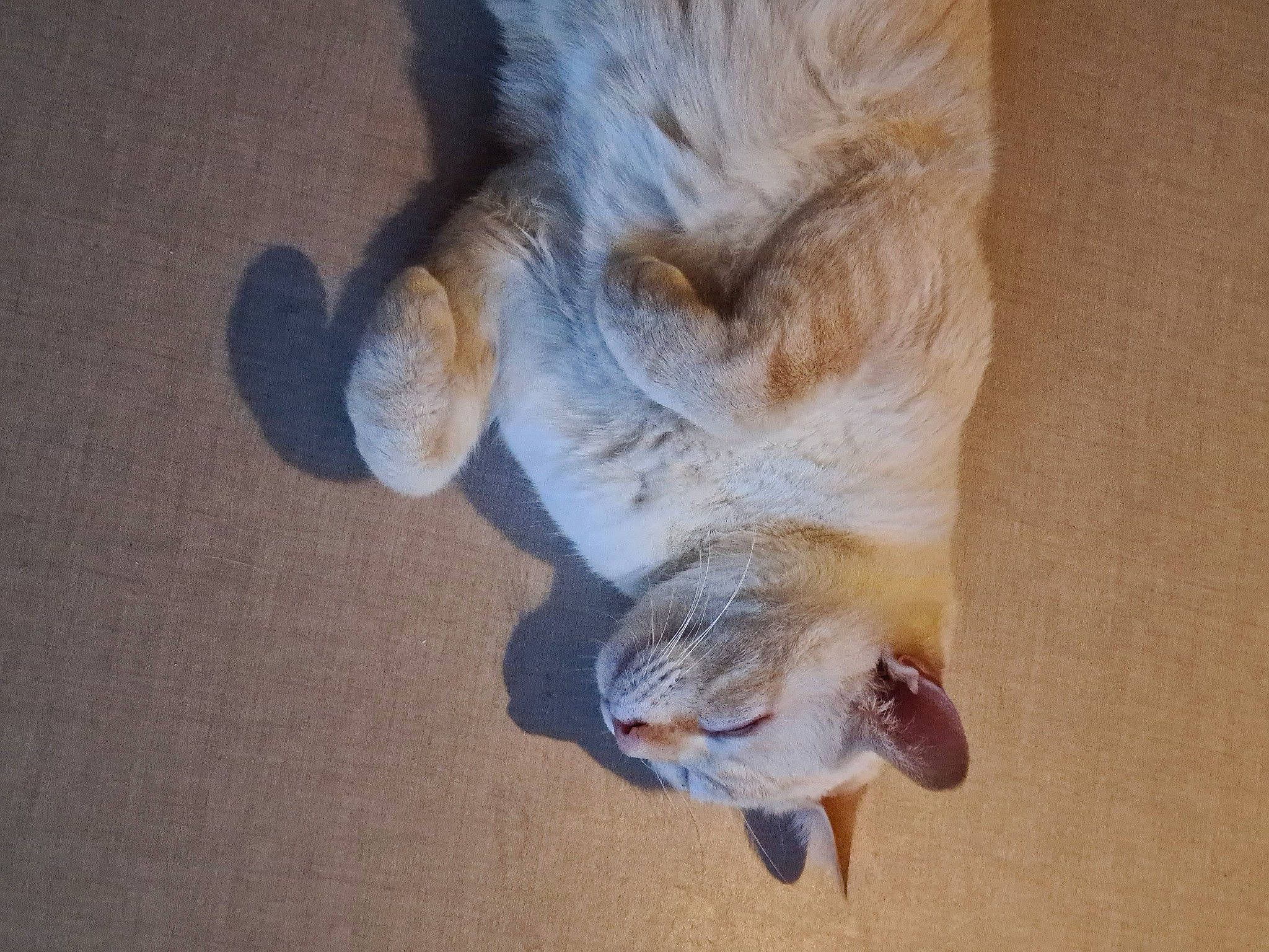 Soprano participe au concours pour gagner de l'argent avec cette photo : canidae, carnivore, claw, companion_dog, dog_breed, domestic_short_haired_cat, fawn, felidae, foot, fur, gesture, human_leg, paw, small_to_medium_sized_cats, sporting_group, tail, toe, whiskers, wood, working_animal