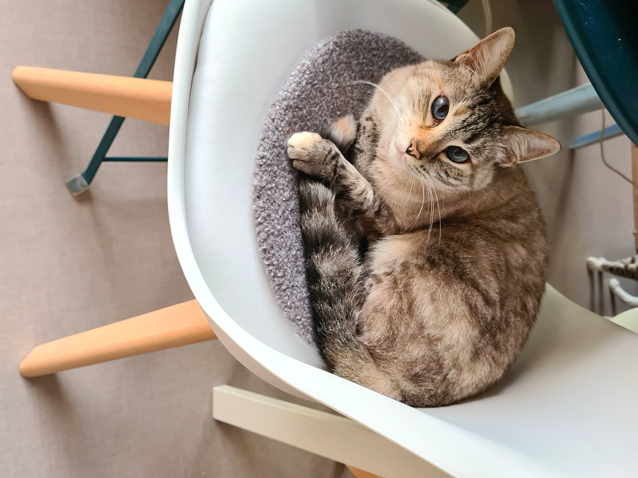 Mia a rejoint le concours — aidez-le/la à gagner de superbes lots ! carnivore, cat, cat_bed, cat_supply, comfort, domestic_short_haired_cat, felidae, fur, metal, paw, pet_supply, serveware, sitting, small_to_medium_sized_cats, snout, table, tail, whiskers