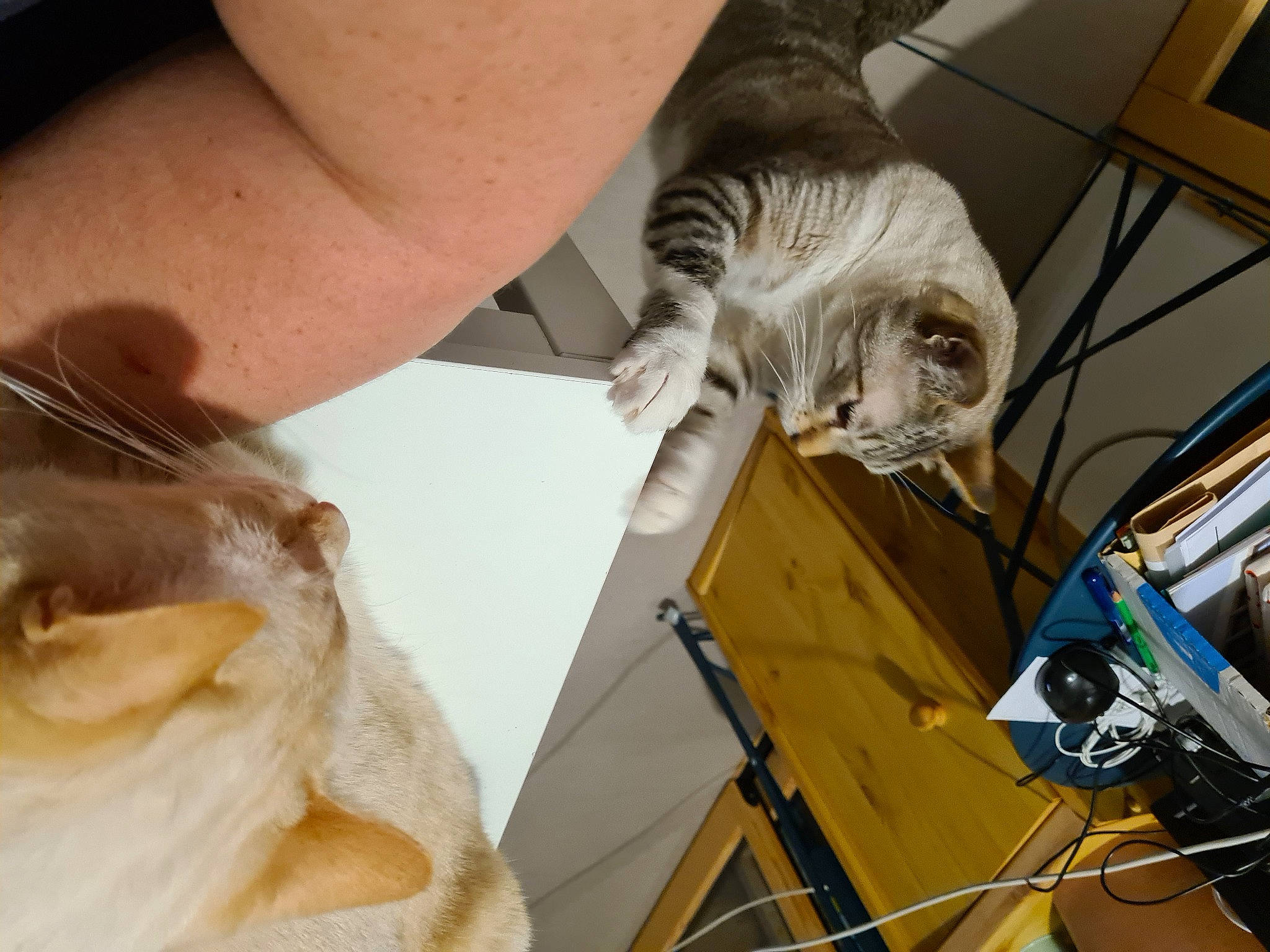 Tigrou a rejoint le concours — aidez-le/la à gagner de superbes lots ! carnivore, cat, comfort, companion_dog, dog_breed, domestic_short_haired_cat, elbow, fawn, felidae, fur, gesture, mammal, nail, small_to_medium_sized_cats, snout, vertebrate, whiskers, wood, wrinkle, wrist