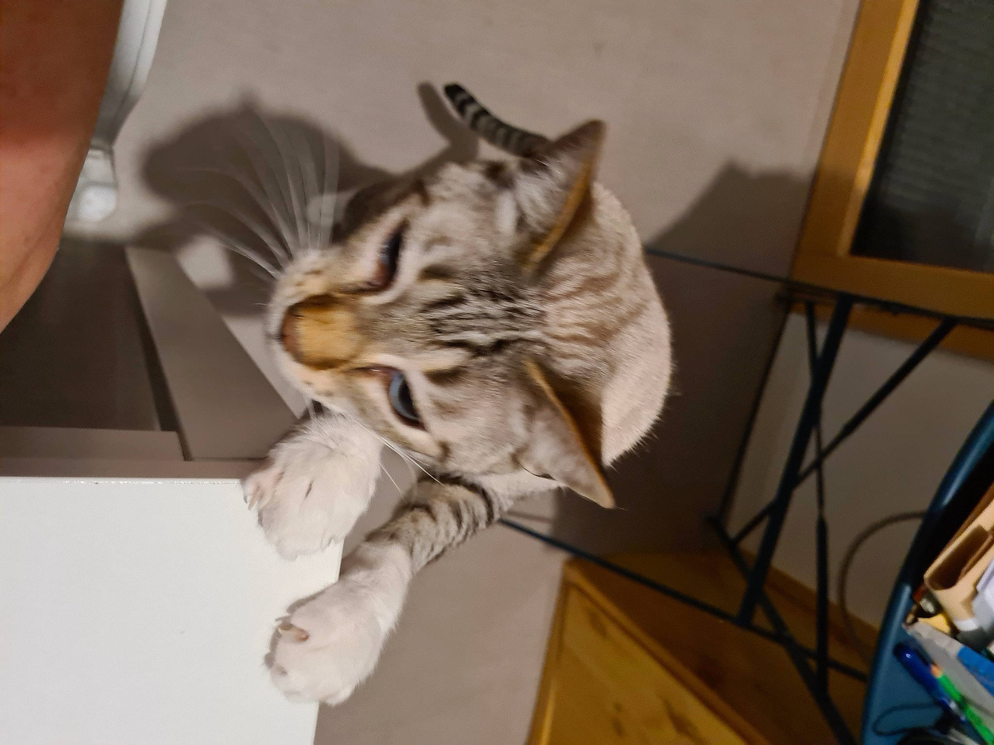 Tigrou a rejoint le concours — aidez-le/la à gagner de superbes lots ! carnivore, cat, claw, comfort, domestic_short_haired_cat, felidae, flooring, fur, grey, hardwood, nap, paw, picture_frame, room, small_to_medium_sized_cats, tail, whiskers, wood