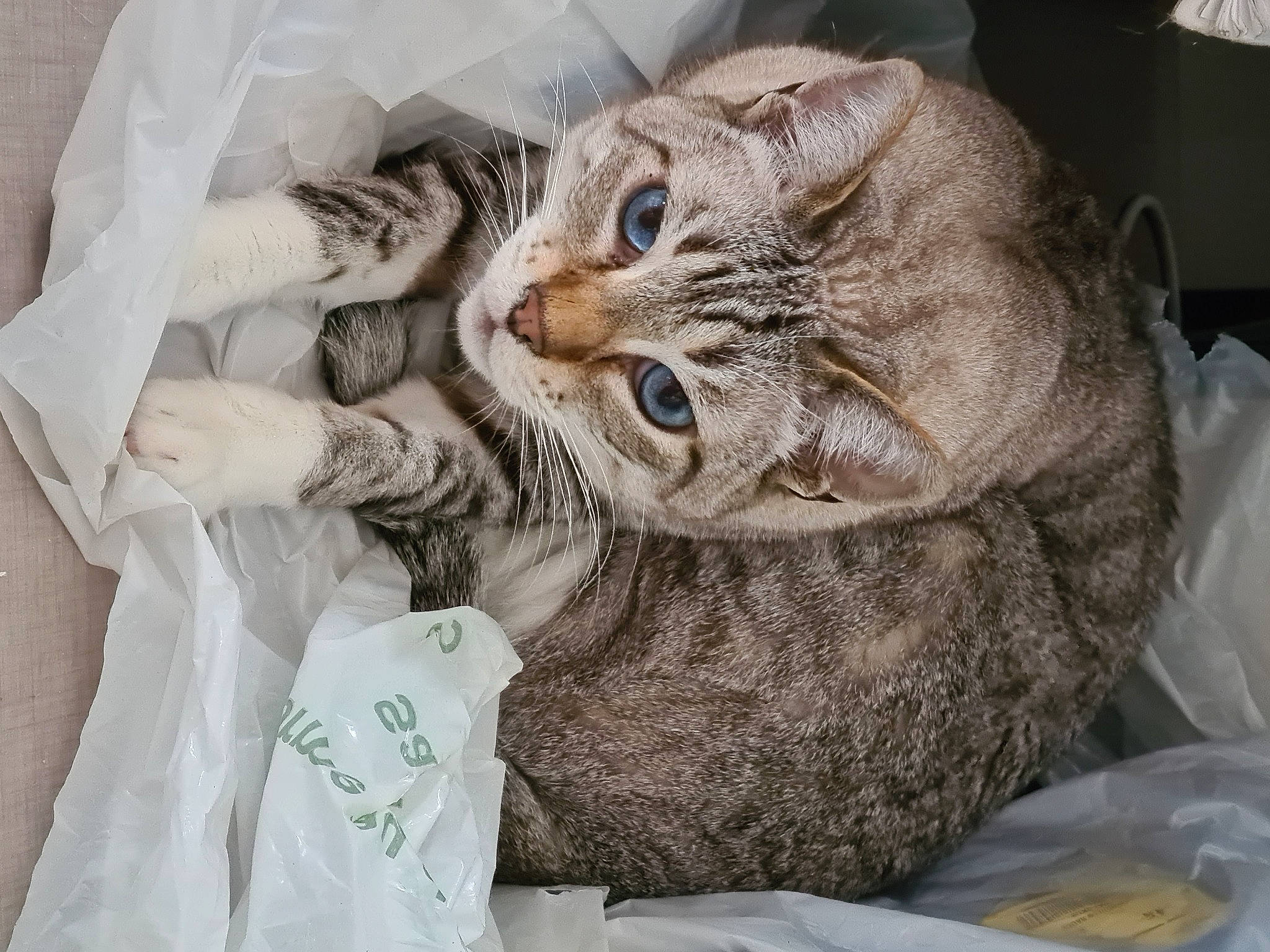 Tigrou participe au concours pour gagner de l'argent avec cette photo : bag, carnivore, cat, cat_bed, comfort, domestic_short_haired_cat, fashion_accessory, felidae, fur, glasses, hat, linens, luggage_and_bags, nap, pattern, paw, sleeve, small_to_medium_sized_cats, snout, whiskers