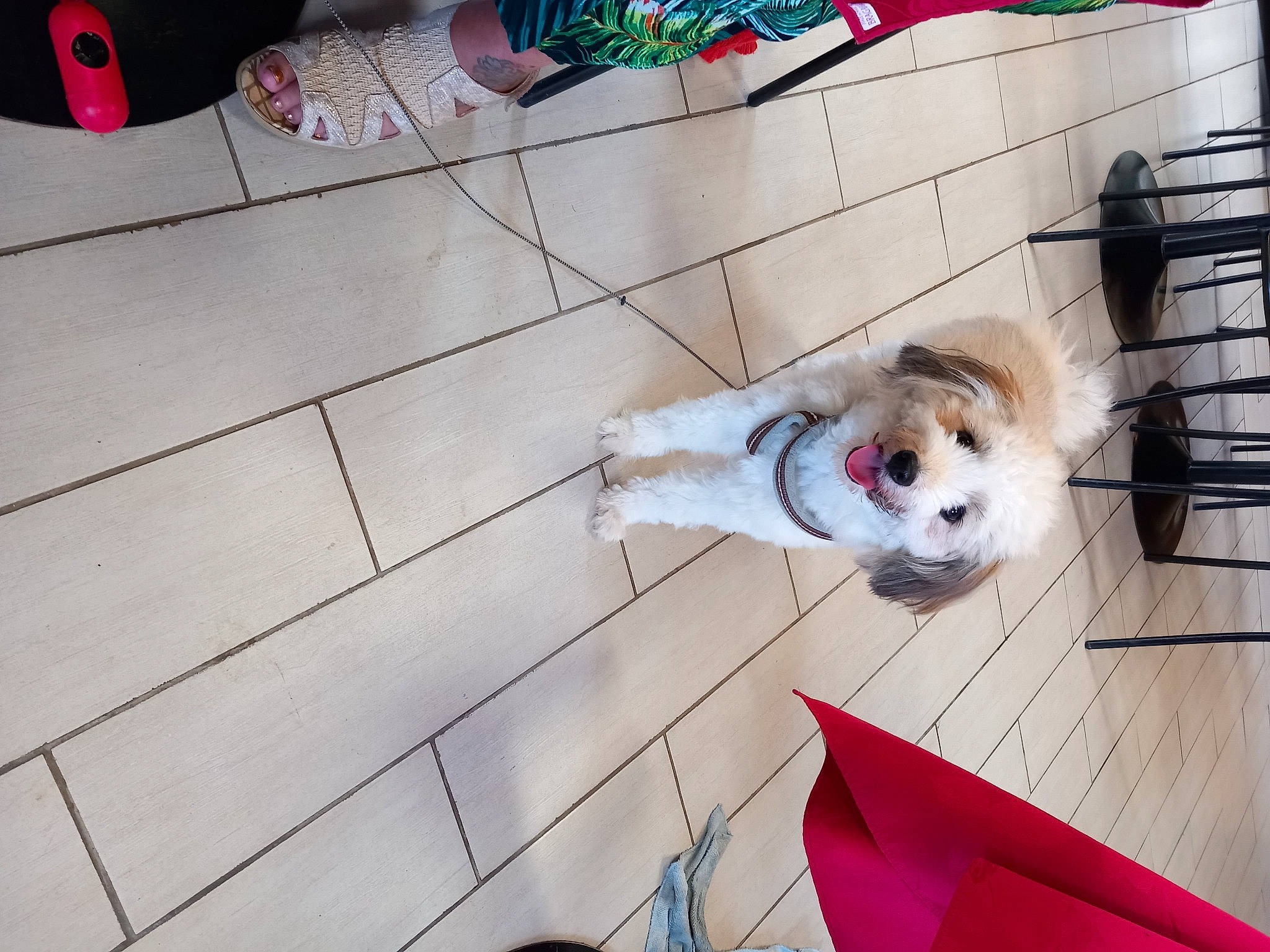 Chipie a rejoint le concours — aidez-le/la à gagner de superbes lots ! carnivore, collar, companion_dog, dog, dog_breed, dog_crate, dog_supply, floor, flooring, fur, hardwood, leash, non_sporting_group, pet_supply, sporting_group, tail, toy_dog, volpino_italiano, wood, working_animal