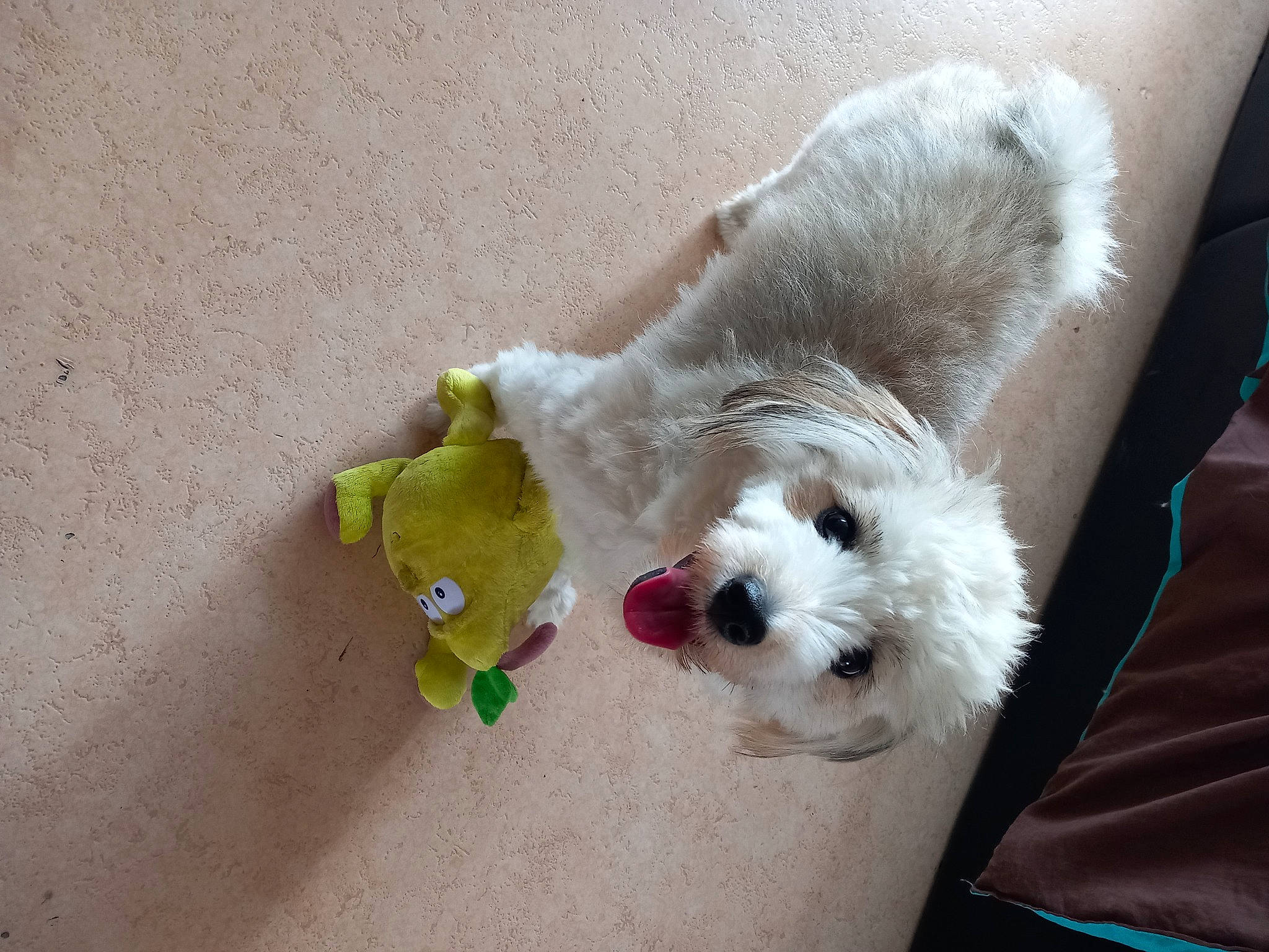 Chipie a rejoint le concours — aidez-le/la à gagner de superbes lots ! canidae, carnivore, companion_dog, couch, dog, dog_breed, dog_clothes, dog_supply, fawn, felidae, paw, small_to_medium_sized_cats, snout, sporting_group, stuffed_toy, tail, terrier, toy, toy_dog, working_animal