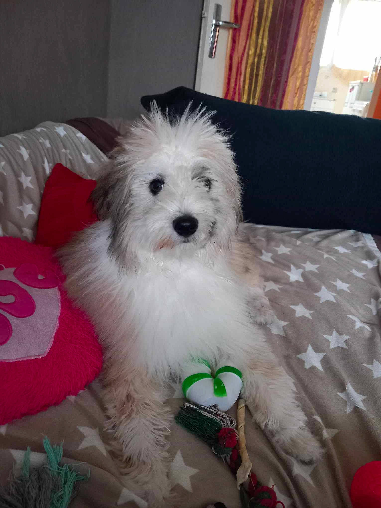 Chipie participe au concours pour gagner de l'argent avec cette photo : canidae, carnivore, companion_dog, curtain, dog, dog_breed, dog_supply, fur, head, labradoodle, maltepoo, pet_supply, poodle_crossbreed, small_terrier, snout, sporting_group, terrier, toy_dog, water_dog, working_animal