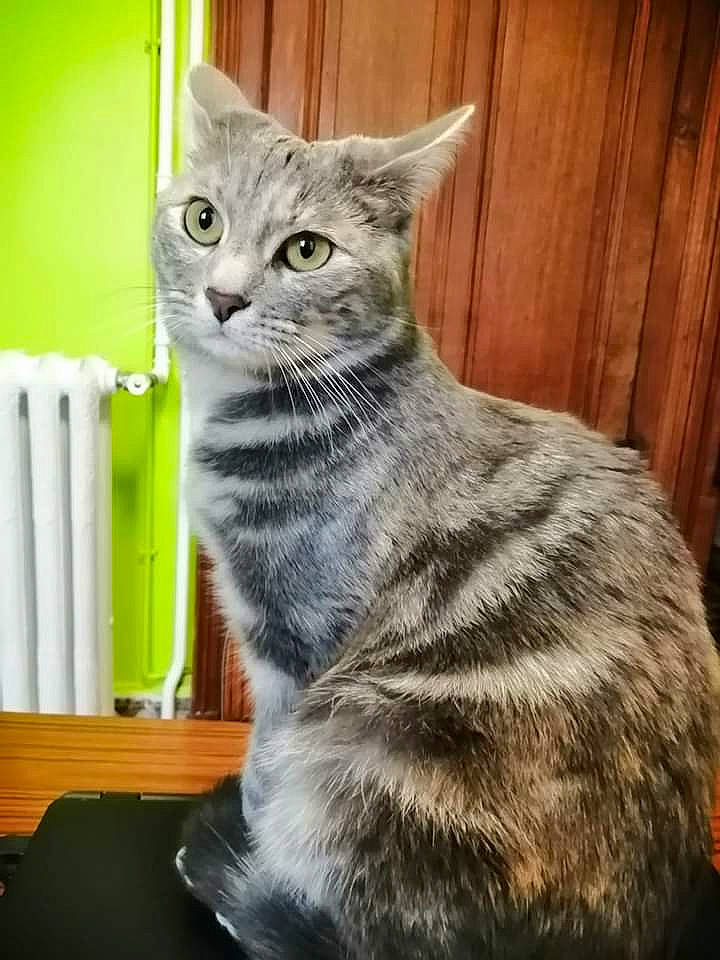 Pepita a rejoint le concours — aidez-le/la à gagner de superbes lots ! american_shorthair, asian, australian_mist, carnivore, cat, domestic_short_haired_cat, dragon_li, european_shorthair, felidae, kitten, mammal, nebelung, russian_blue, siberian, small_to_medium_sized_cats, tabby_cat, vertebrate, whiskers
