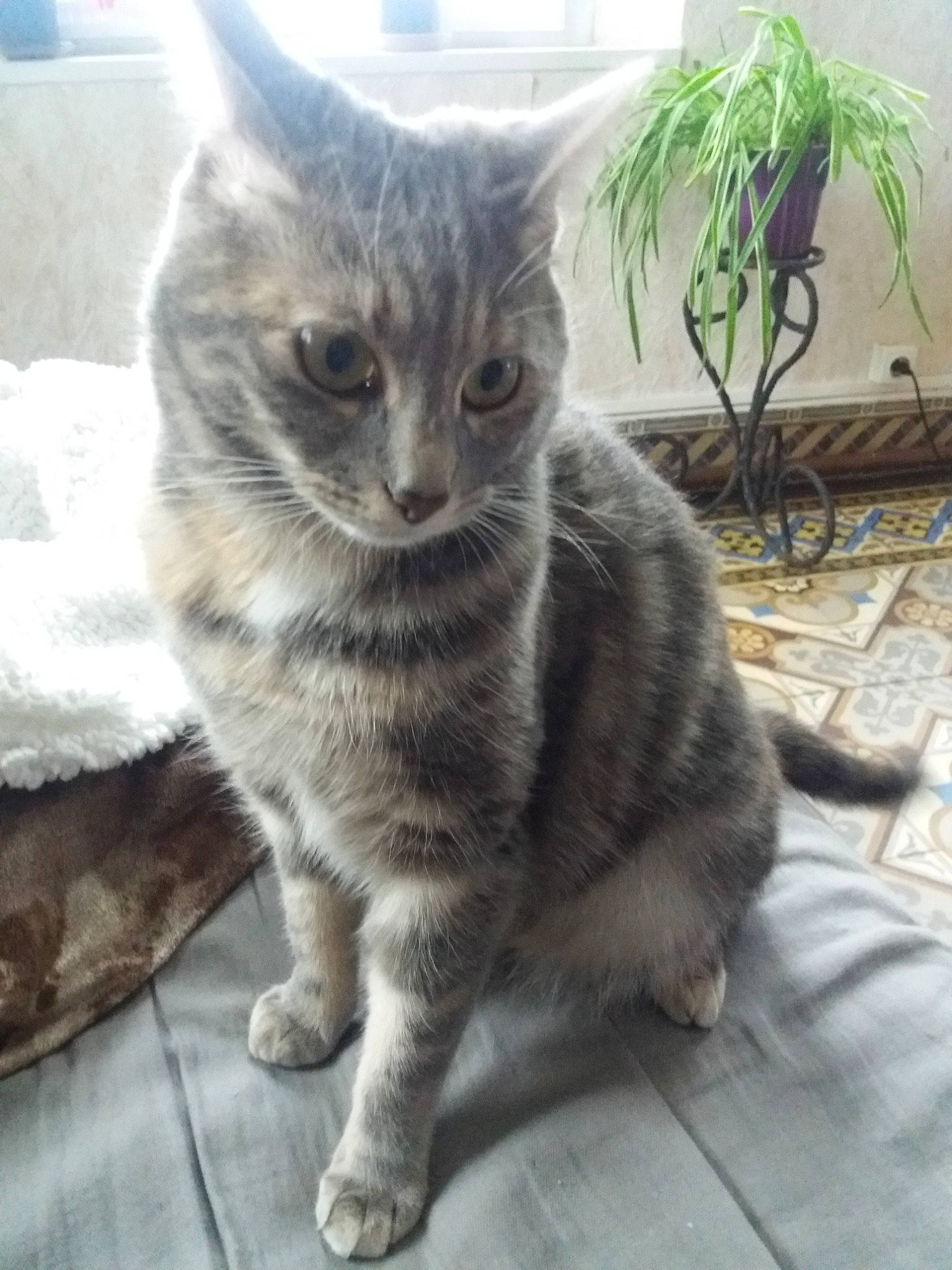 Pepita participe au concours pour gagner de l'argent avec cette photo : asian, british_semi_longhair, carnivore, cat, cymric, domestic_long_haired_cat, domestic_short_haired_cat, dragon_li, european_shorthair, fawn, felidae, kitten, kurilian_bobtail, mammal, nebelung, small_to_medium_sized_cats, tabby_cat, tail, vertebrate, whiskers