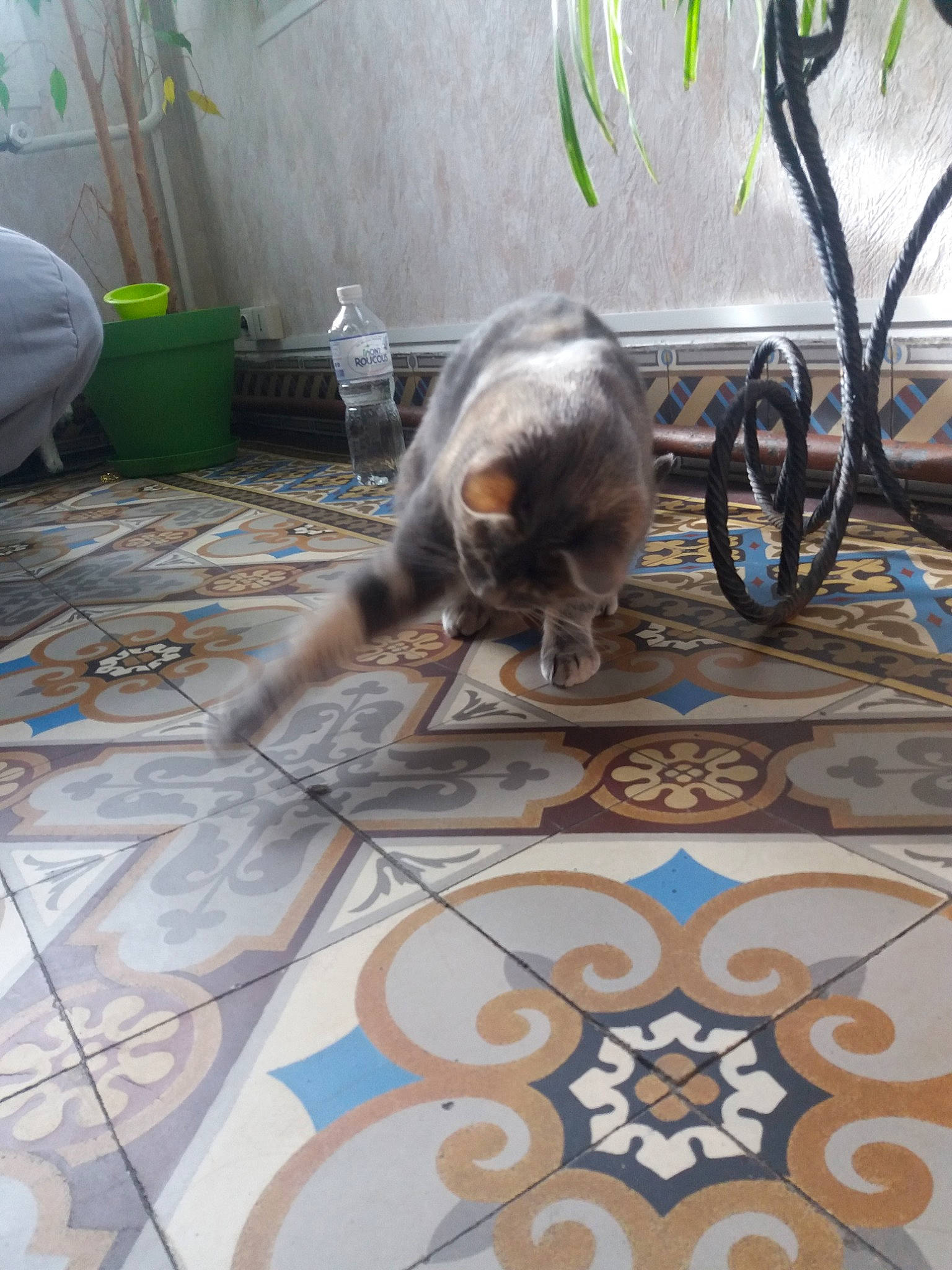 Pepita participe au concours pour gagner de l'argent avec cette photo : canidae, carnivore, cat, dog_breed, fawn, felidae, floor, flooring, tile